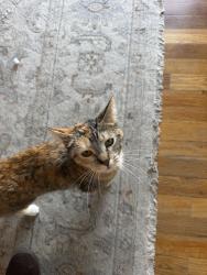 Lost Female Cat last seen Tejon & Arkansas , Denver, CO 80223