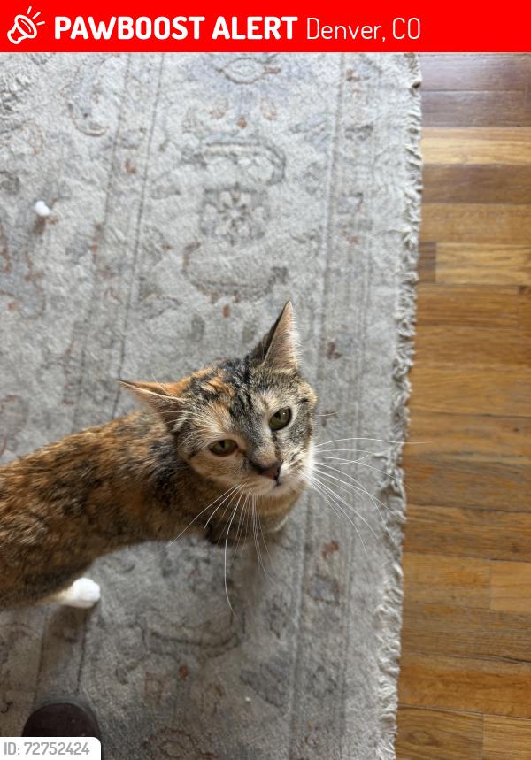 Lost Female Cat last seen Tejon & Arkansas , Denver, CO 80223