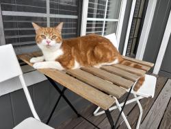 Lost Male Cat last seen Sharon Woods, Sharonville, OH 45241