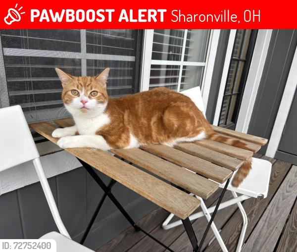 Lost Male Cat last seen Sharon Woods, Sharonville, OH 45241