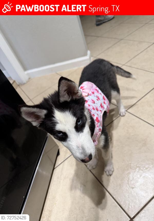 Lost Female Dog last seen Houston, Spring, TX 77373