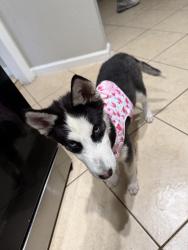 Lost Female Dog last seen Houston, Spring, TX 77373
