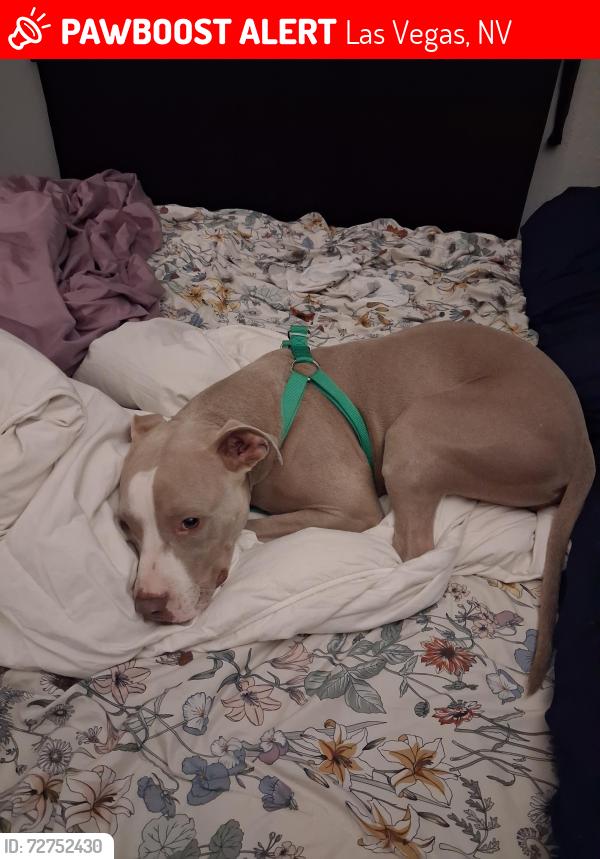 Lost Male Dog last seen Twain and University center dr , Las Vegas, NV 89119