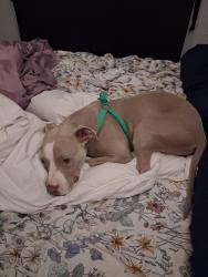 Lost Male Dog last seen Twain and University center dr , Las Vegas, NV 89119