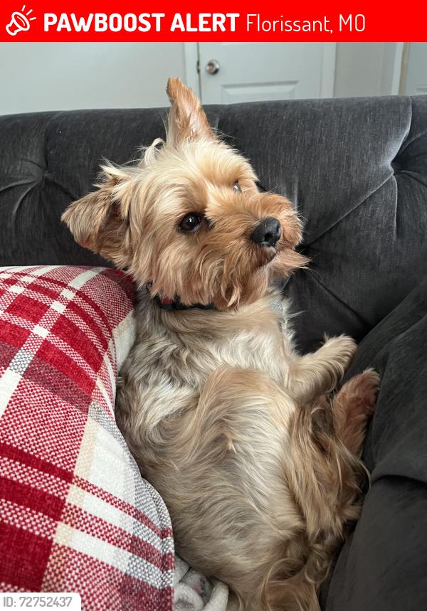 Lost Male Dog last seen Shorewood dr, Florissant, MO 63031