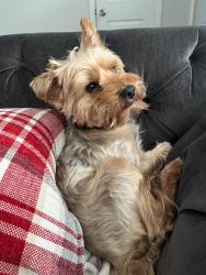 Lost Male Dog last seen Shorewood dr, Florissant, MO 63031