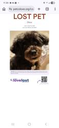 Lost Female Dog last seen Hoses Williams and Memorial Dr., Atlanta, GA 30317