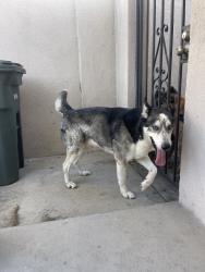 Found/Stray Male Dog last seen 205th St & Seine Ave, Lakewood, CA 90715