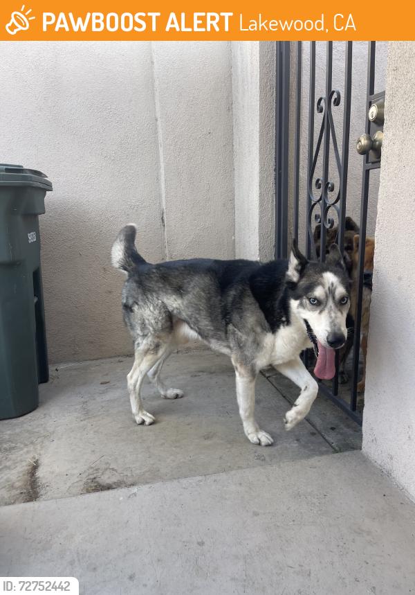 Found/Stray Male Dog last seen 205th St & Seine Ave, Lakewood, CA 90715