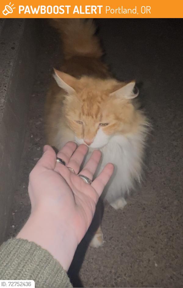 Found/Stray Unknown Cat last seen West Sylvan Middle School, Portland, OR 97223