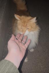 Found/Stray Unknown Cat last seen West Sylvan Middle School, Portland, OR 97223