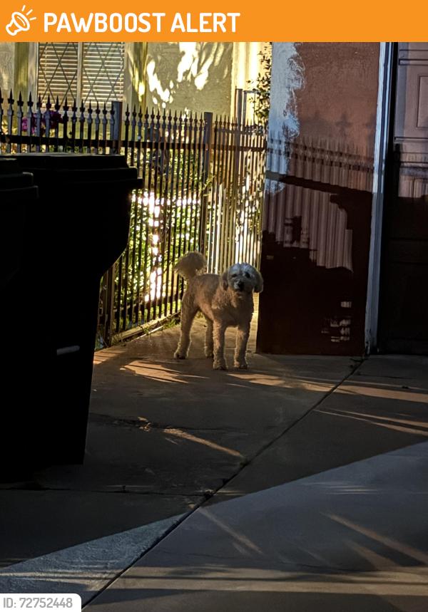 Found/Stray Unknown Dog last seen Claymore, Santa Fe Springs, CA 90670