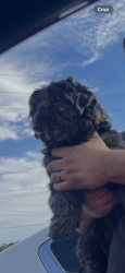 Lost Male Dog last seen Chevron , St. Clair County, AL 35125