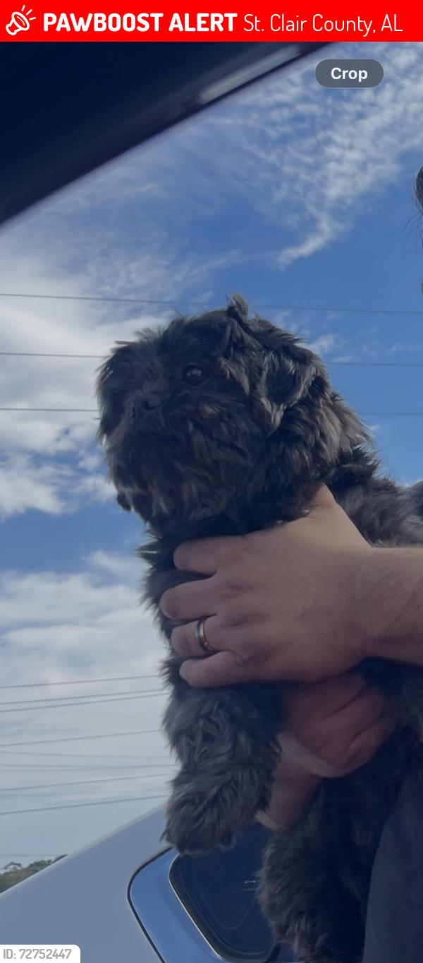 Lost Male Dog last seen Chevron , St. Clair County, AL 35125