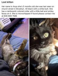 Lost Female Cat last seen Kerch St, Smithfield Park., Brooklyn, WI 53521