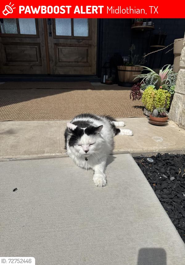 Lost Male Cat last seen Cherrybark and Shiloh , Midlothian, TX 76065