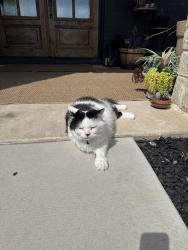 Lost Male Cat last seen Cherrybark and Shiloh , Midlothian, TX 76065