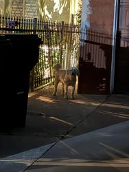 Found/Stray Unknown Dog last seen Claymore, Santa Fe Springs, CA 90670