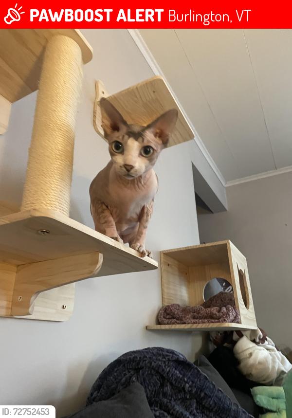 Lost Female Cat last seen Maple Street and Pine Street. , Burlington, VT 05401