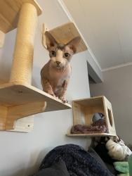 Lost Female Cat last seen Maple Street and Pine Street. , Burlington, VT 05401