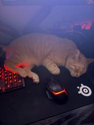 Lost Male Cat last seen Nome Dr & Ivy Rd, Bremerton, WA 98310