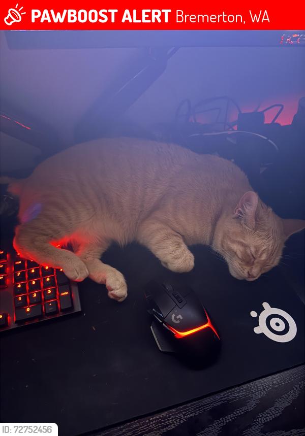 Lost Male Cat last seen Nome Dr & Ivy Rd, Bremerton, WA 98310