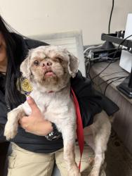 Found/Stray Male Dog last seen Ethel and Shaw, Valley Stream, NY 11580