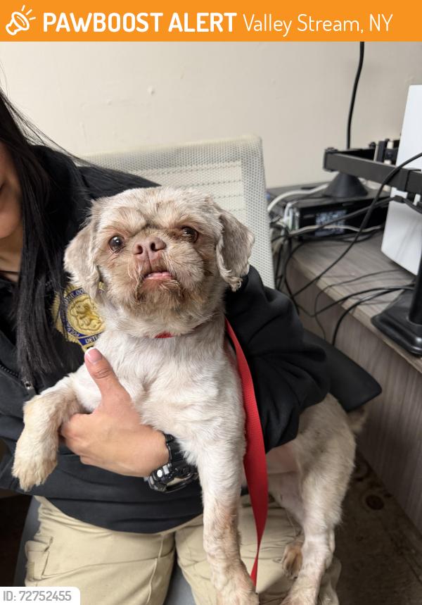 Found/Stray Male Dog last seen Ethel and Shaw, Valley Stream, NY 11580