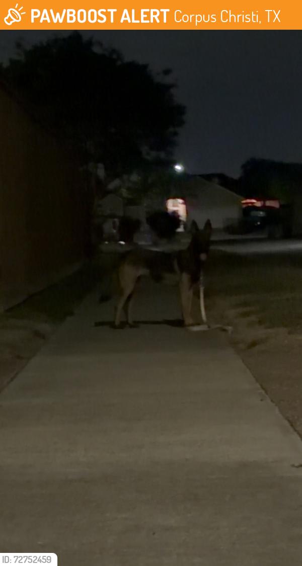 Found/Stray Unknown Dog last seen Tower and boardwalk avenue , Corpus Christi, TX 78414