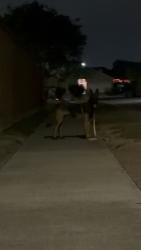 Found/Stray Unknown Dog last seen Tower and boardwalk avenue , Corpus Christi, TX 78414