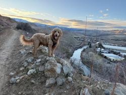 Lost Male Dog last seen Bummerville Road and Bald Mountain Road, Calaveras County, CA 95255