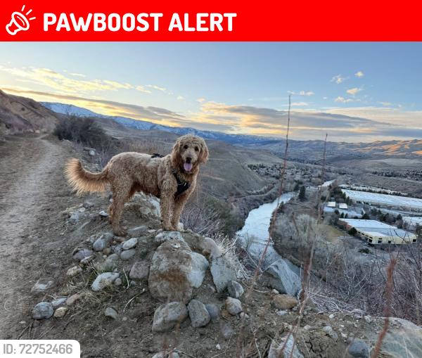 Lost Male Dog last seen Bummerville Road and Bald Mountain Road, Calaveras County, CA 95255