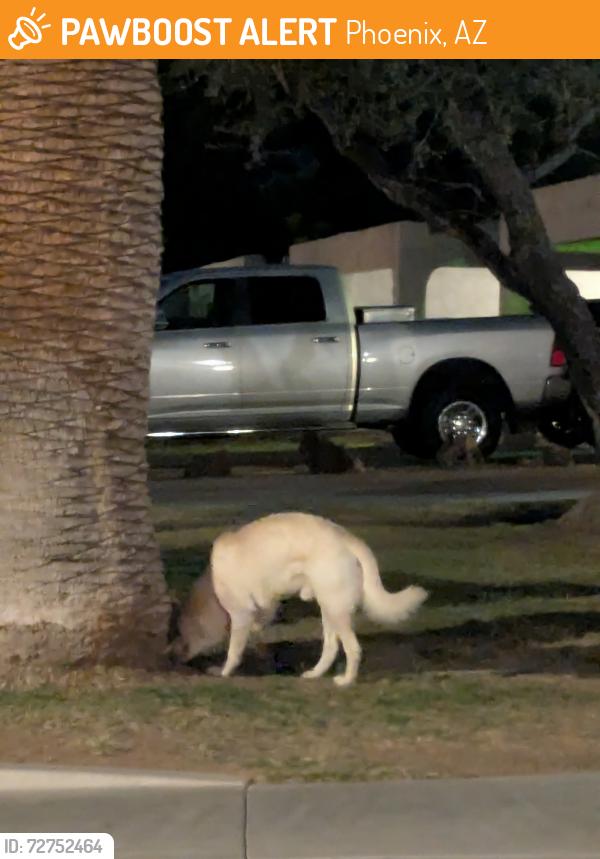 Found/Stray Unknown Dog last seen 12th Street & Cheryl, Phoenix, AZ 85020