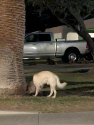 Found/Stray Unknown Dog last seen 12th Street & Cheryl, Phoenix, AZ 85020