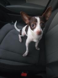 Found/Stray Male Dog last seen Near hmstd Road in Minto Island Park, Salem, OR 97302
