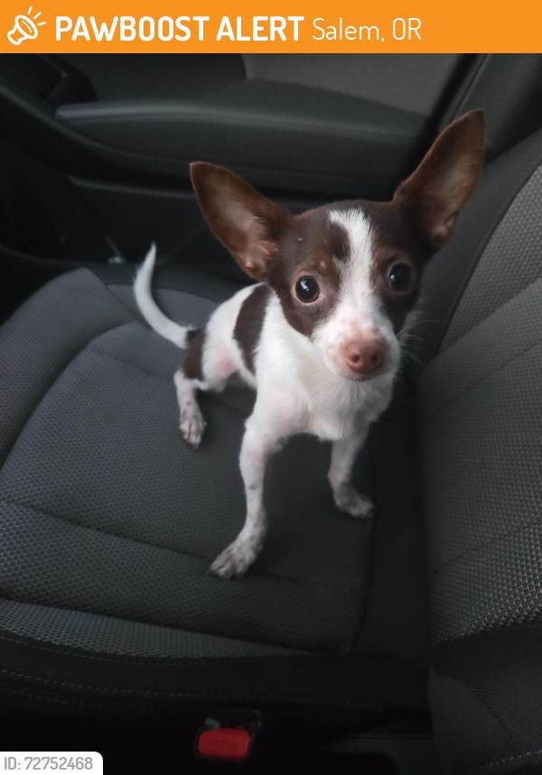 Found/Stray Male Dog last seen Near hmstd Road in Minto Island Park, Salem, OR 97302