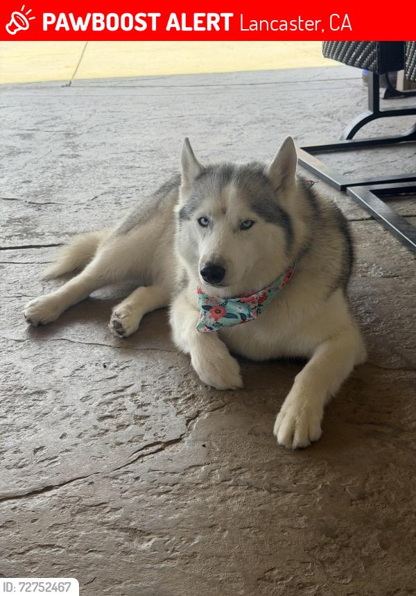 Lost Female Dog last seen Ave L and 60th West, Lancaster, CA 93536