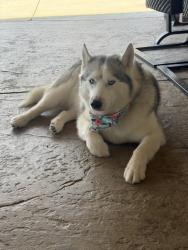 Lost Female Dog last seen Ave L and 60th West, Lancaster, CA 93536