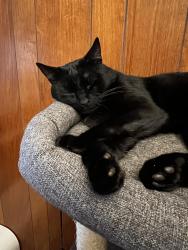 Lost Male Cat last seen Willingdon and burke, Burnaby, BC 