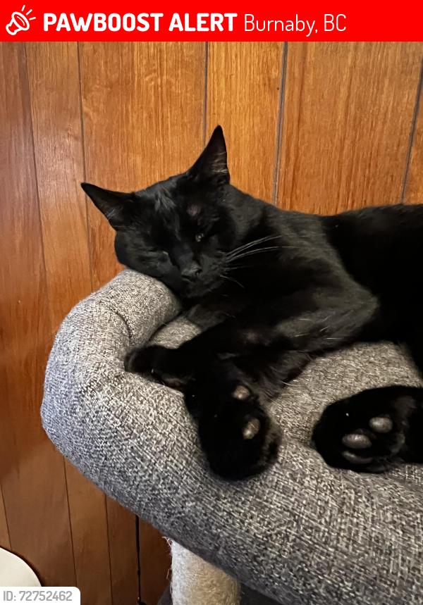 Lost Male Cat last seen Willingdon and burke, Burnaby, BC 