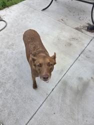 Found/Stray Female Dog last seen Sand hollow Rd, Payette County, ID 83607