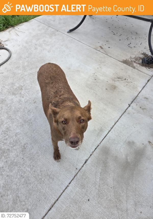 Found/Stray Female Dog last seen Sand hollow Rd, Payette County, ID 83607