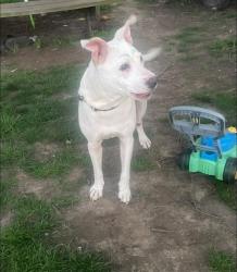 Found/Stray Male Dog last seen Patton Hill Rd and 772, Chillicothe, OH 45601