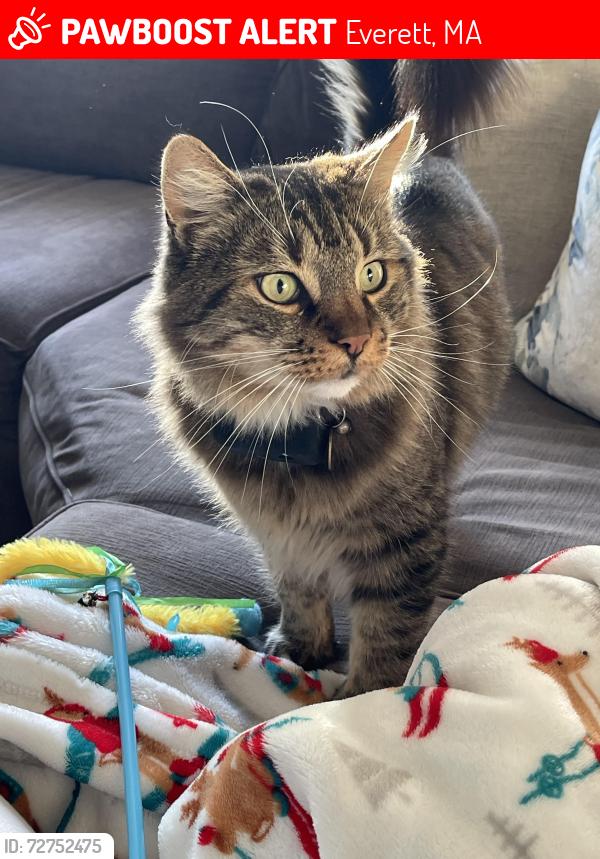 Lost Male Cat last seen Woodlawn Everett hosp Elsie st, Everett, MA 02149