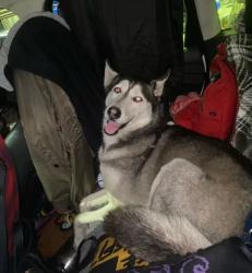 Found/Stray Female Dog last seen Magnolia and 8th street, Long Beach, CA 90813