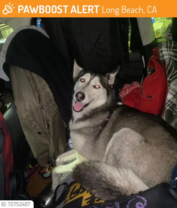 Found/Stray Female Dog last seen Magnolia and 8th street, Long Beach, CA 90813