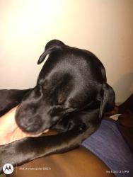 Reunited Male Dog last seen Jones and O'Farrell, San Francisco, CA 94108