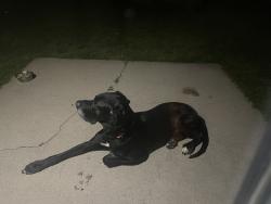 Lost Male Dog last seen Glen York elementary , Pearland, TX 77584