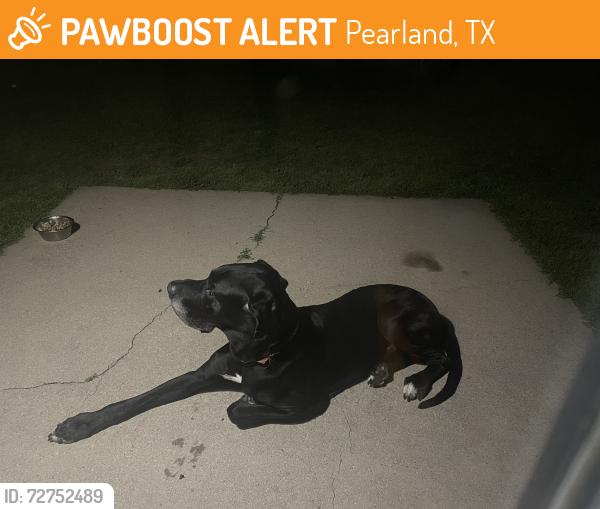 Lost Male Dog last seen Glen York elementary , Pearland, TX 77584