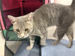 Found/Stray Male Cat last seen Union Social, Harrisburg, SD 57032
